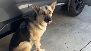 Lost Pet: Nova