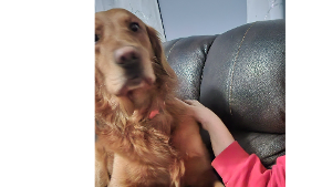Lost Pet: Noodle