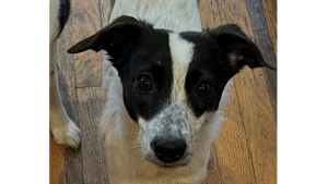 Lost Pet: Lucy