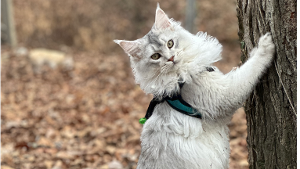Lost Pet: Saint