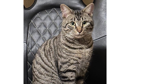 Lost Pet: oliver