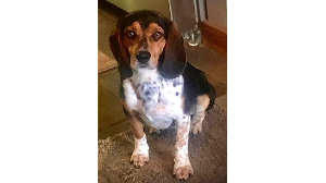 Lost Pet: Moonshine