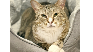Lost Pet: Mecchie