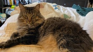 Lost Pet: Finn McCool