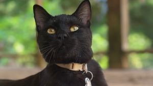 Lost Pet: Phillip