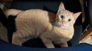 Lost Pet: Teddy