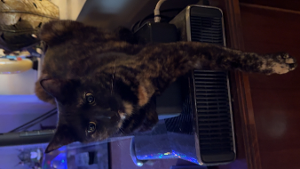 Lost Pet: Tortti