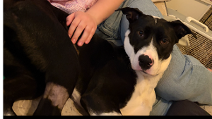 Lost Pet: Violet