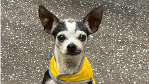 Lost Pet: Jolie