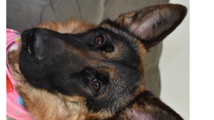 Lost Pet: Piper