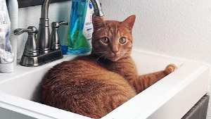 Lost Pet: Jackary Sweet Potato