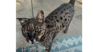 Lost Pet: Nala