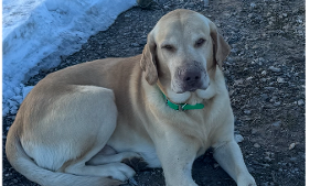Lost Pet: Samson