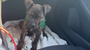 Lost Pet: Mason Lamar
