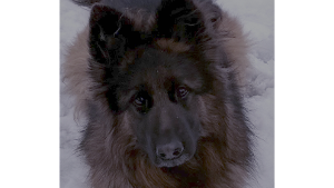 Lost Pet: LENKA