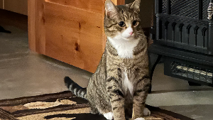Lost Pet: Indie