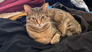 Lost Pet: BB