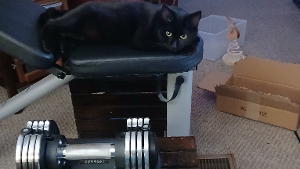 Lost Pet: Midnight