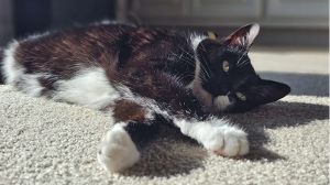 Lost Pet: Chonky