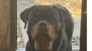 Lost Pet: Simba