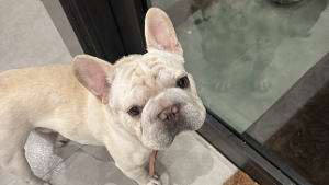 Lost Pet: Stanley
