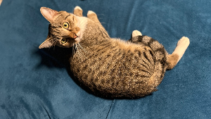 Lost Pet: Mochi