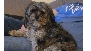 Lost Pet: Patches