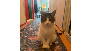 Lost Pet: Odin Heringer