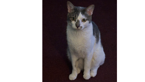 Lost Pet: Timmy