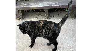 Lost Pet: Angel