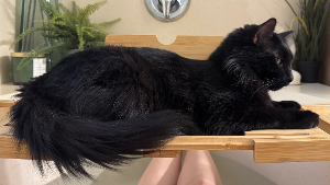Lost Pet: Loki