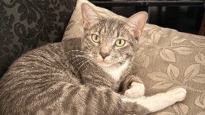 Lost Pet: Sammi