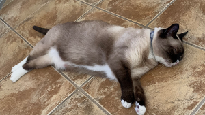 Lost Pet: Mesou Tinkerbell