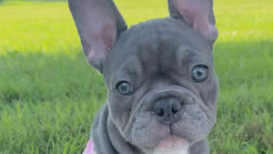 Lost Pet: Grace