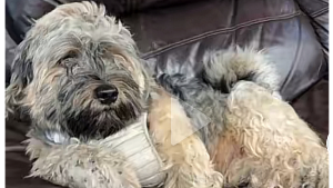 Lost Pet: Brownie
