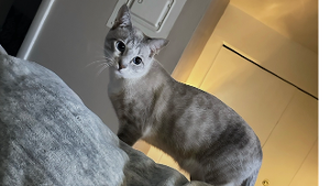 Lost Pet: Wilson