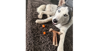 Lost Pet: Blue