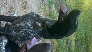 Lost Pet: Apollo