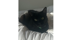 Lost Pet: Binx
