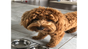 Lost Pet: Chuy