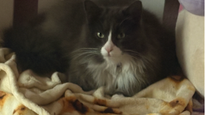Lost Pet: Goku 981020059223772