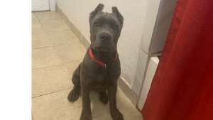 Lost Pet: kira