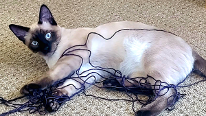 Lost Pet: Jinx