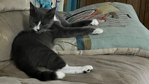 Lost Pet: Quick Silver