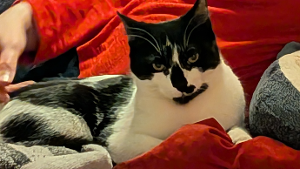 Lost Pet: Cedar Hoekstra