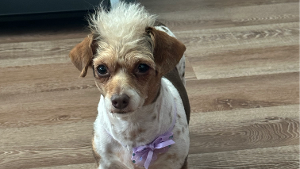 Lost Pet: Happie Clark