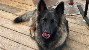 Lost Pet: Daisy