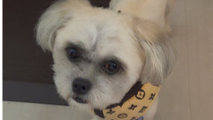 Lost Pet: Polo