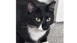 Lost Pet: Taki