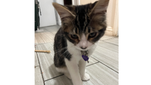 Lost Pet: Estrella